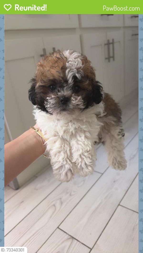 Reunited Female Dog last seen 43rd Avenue & 44st street, Lemon Hill, CA 95824