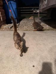 Lost Female Cat last seen Ipes Rd, Splendora, TX 77372