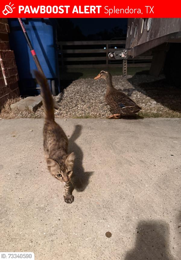Lost Female Cat last seen Ipes Rd, Splendora, TX 77372