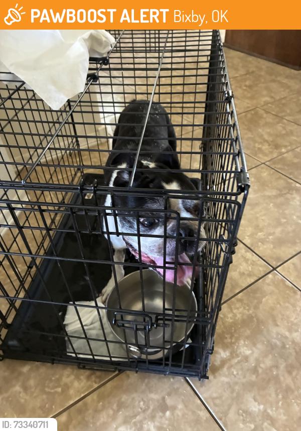Found/Stray Male Dog last seen Harvard and 131st South, Bixby, OK 74008