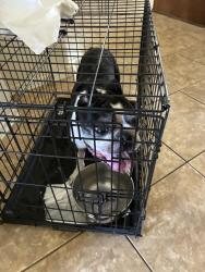 Found/Stray Male Dog last seen Harvard and 131st South, Bixby, OK 74008