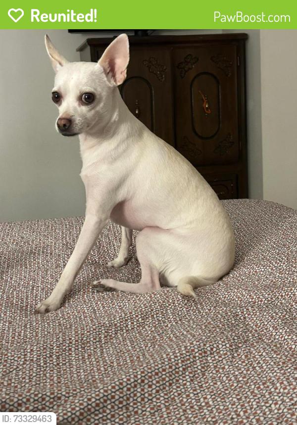 Reunited Male Dog last seen North Washington st, and north Ave ,, Baltimore, MD 21213