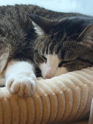 Reunited Female Cat last seen holtsville fire department, Holtsville, NY 11742