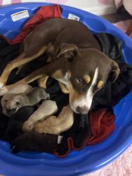 Lost Female Dog last seen 59th ave and Campbell, Phoenix, AZ 85031