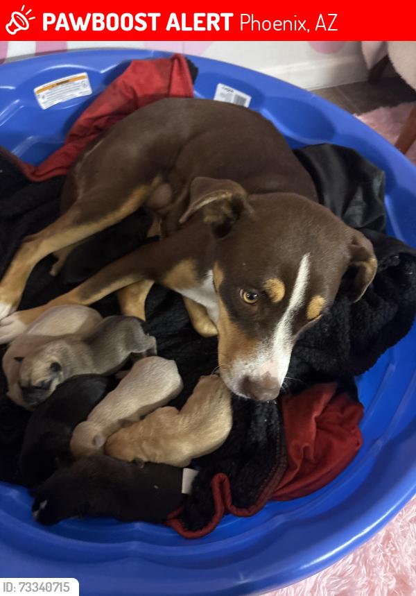 Lost Female Dog last seen 59th ave and Campbell, Phoenix, AZ 85031