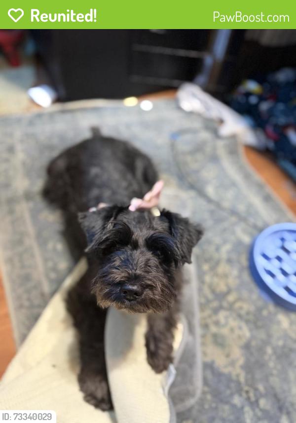 Reunited Female Dog last seen Harbor and Westminster, Garden Grove, CA 92843