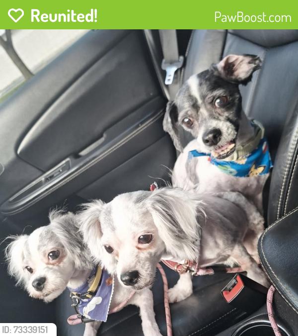Reunited Male Dog last seen South warren st, Syracuse, NY 13204