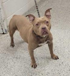 Shelter Stray Female Dog last seen E Reservoir Dr & Lexington Ave, 64124, 64124, MO, 7077 Elmwood Ave, Kansas City, MO 64132, USA