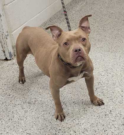 Shelter Stray Female Dog last seen E Reservoir Dr & Lexington Ave, 64124, 64124, MO, 7077 Elmwood Ave, Kansas City, MO 64132, USA