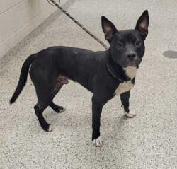 Shelter Stray Male Dog last seen Near Bristol Ter, 64134, MO, 7077 Elmwood Ave, Kansas City, MO 64132, USA