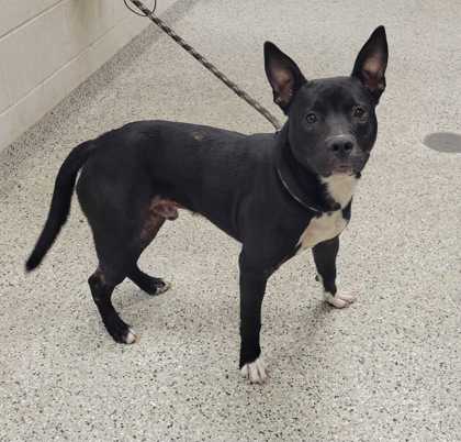 Shelter Stray Male Dog last seen Near Bristol Ter, 64134, MO, 7077 Elmwood Ave, Kansas City, MO 64132, USA