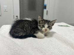 Shelter Stray Male Cat last seen Near E 12th st, 64126, MO, 7077 Elmwood Ave, Kansas City, MO 64132, USA