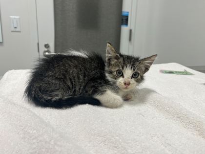 Shelter Stray Male Cat last seen Near E 12th st, 64126, MO, 7077 Elmwood Ave, Kansas City, MO 64132, USA