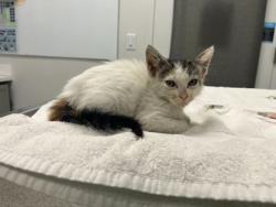 Shelter Stray Female Cat last seen Near E 12th st, 64126, MO, 7077 Elmwood Ave, Kansas City, MO 64132, USA