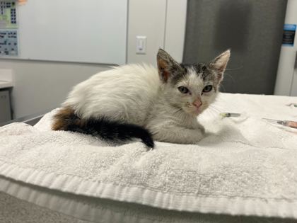 Shelter Stray Female Cat last seen Near E 12th st, 64126, MO, 7077 Elmwood Ave, Kansas City, MO 64132, USA