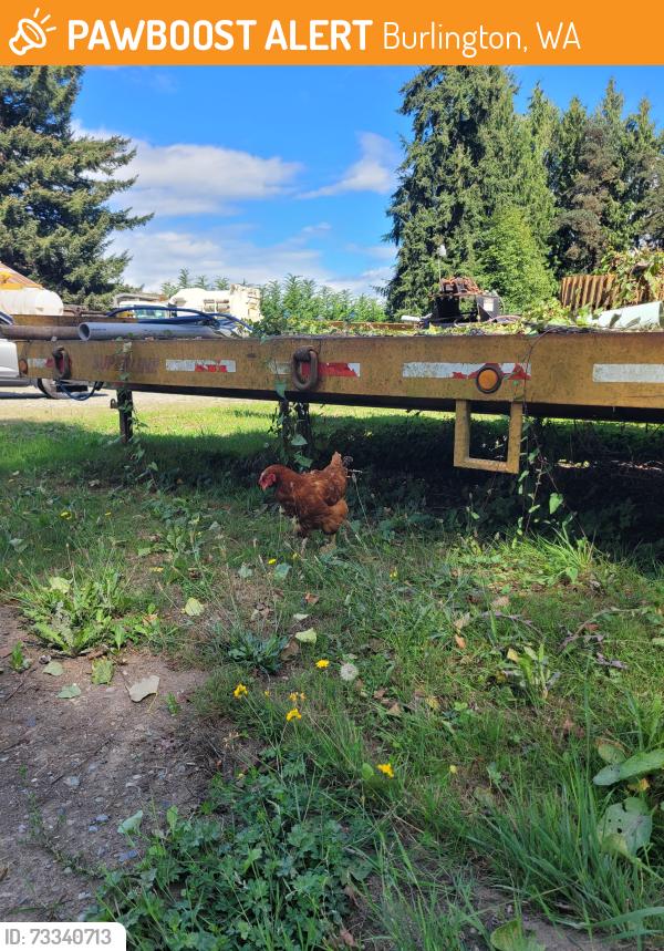 Found/Stray Unknown Other last seen Gardner Rd near Western Bud, Burlington, WA 98233