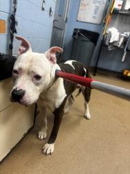 Shelter Stray Male Dog last seen Near Peachtree Blvd Atlanta, 30341, 30341, GA, 3280 Chamblee Dunwoody Rd, Chamblee, GA 30341, USA