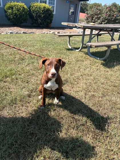 Shelter Stray Female Dog last seen Near Norris Hwy Central, PICKENS COUNTY, SC, 193 County Farm Rd, Pickens, SC 29671, USA