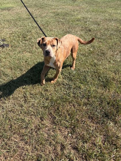 Shelter Stray Male Dog last seen Near Norris Hwy Central, PICKENS COUNTY, SC, 193 County Farm Rd, Pickens, SC 29671, USA