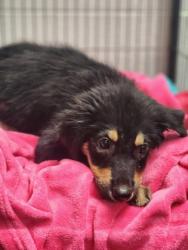 Shelter Stray Female Dog last seen Near RAINES RD EASLEY, SC 29640, PICKENS COUNTY, SC, 193 County Farm Rd, Pickens, SC 29671, USA