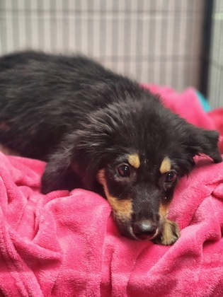 Shelter Stray Female Dog last seen Near RAINES RD EASLEY, SC 29640, PICKENS COUNTY, SC, 193 County Farm Rd, Pickens, SC 29671, USA
