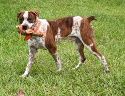 Shelter Stray Male Dog last seen W Glen Street, Homosassa, FL, 4030 S Airport Rd, Inverness, FL 34450, USA