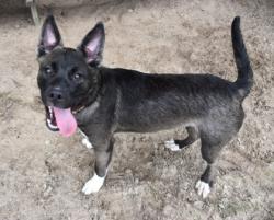 Shelter Stray Male Dog last seen SONNET TER, Dunnellon, FL, 4030 S Airport Rd, Inverness, FL 34450, USA