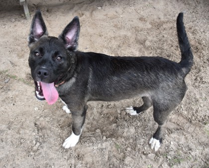 Shelter Stray Male Dog last seen SONNET TER, Dunnellon, FL, 4030 S Airport Rd, Inverness, FL 34450, USA