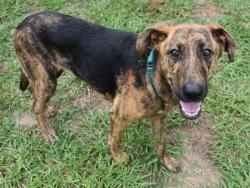 Shelter Stray Female Dog last seen W TORTUGA LP, Lecanto, FL, 4030 S Airport Rd, Inverness, FL 34450, USA