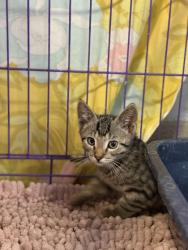 Shelter Stray Male Cat last seen Bloomfield Dr, Inverness,, 4030 S Airport Rd, Inverness, FL 34450, USA
