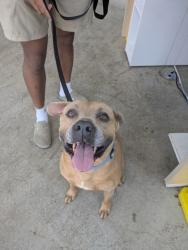 Shelter Stray Male Dog last seen Near Tuccenen Dr, North District, TX, 355 Hillshire Dr, Haslet, TX 76052, USA