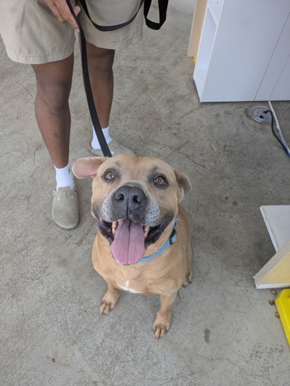 Shelter Stray Male Dog last seen Near Tuccenen Dr, North District, TX, 355 Hillshire Dr, Haslet, TX 76052, USA
