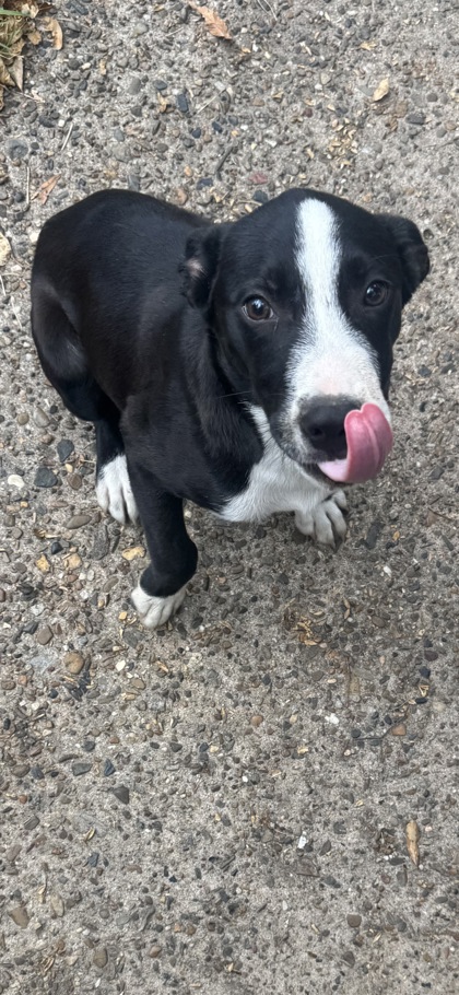 Shelter Stray Male Dog last seen , Caddo Parish, LA, 1500 Monty St, Shreveport, LA 71107, USA