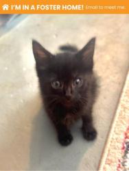 Shelter Stray Female Cat last seen Near Aisquith st, 21218, MD, 2490 Giles Rd, Baltimore, MD 21225, USA