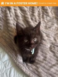 Shelter Stray Female Cat last seen Near Aisquith, 21218, MD, 2490 Giles Rd, Baltimore, MD 21225, USA
