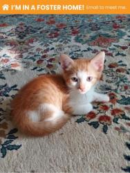 Shelter Stray Male Cat last seen Near Lauretta Ave, 21223, MD, 2490 Giles Rd, Baltimore, MD 21225, USA