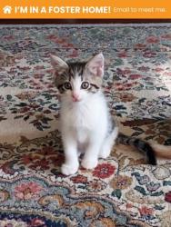 Shelter Stray Male Cat last seen Near Lauretta Ave, 21223, MD, 2490 Giles Rd, Baltimore, MD 21225, USA