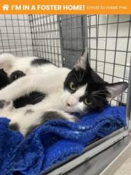 Shelter Stray Female Cat last seen Near Mountmor Ct Balt., MD 21217, 21217, MD, 2490 Giles Rd, Baltimore, MD 21225, USA