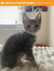Shelter Stray Male Cat last seen Near S Paca St, 21230, MD, 2490 Giles Rd, Baltimore, MD 21225, USA