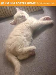 Shelter Stray Male Cat last seen Near Edmondson Ave, 21201, MD, 2490 Giles Rd, Baltimore, MD 21225, USA