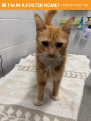 Shelter Stray Female Cat last seen Near Walbrook, 21216, MD, 2490 Giles Rd, Baltimore, MD 21225, USA