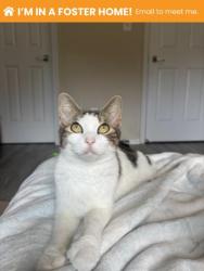 Shelter Stray Female Cat last seen N Luzerne Ave near Patterson Park, 21224, MD, 2490 Giles Rd, Baltimore, MD 21225, USA