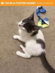 Shelter Stray Female Cat last seen Near Gough St., 21224, MD, 2490 Giles Rd, Baltimore, MD 21225, USA