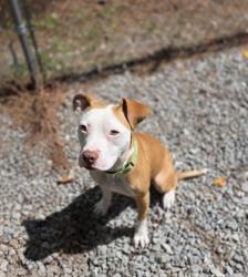 Shelter Stray Female Dog last seen Near Saphire Ln, Berkeley County, SC, 2455 Remount Rd, North Charleston, SC 29406, USA