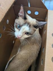 Shelter Stray Female Cat last seen Near Donnelly Ave SW, Atlanta, GA, 1251 Fulton Industrial Blvd NW, Atlanta, GA 30336, USA