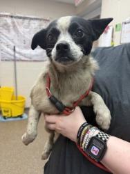 Shelter Stray Female Dog last seen Near Dunlap Street, North Charleston, SC, 2455 Remount Rd, North Charleston, SC 29406, USA