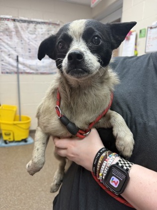 Shelter Stray Female Dog last seen Near Dunlap Street, North Charleston, SC, 2455 Remount Rd, North Charleston, SC 29406, USA