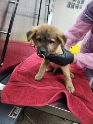 Shelter Stray Male Dog last seen Near Dorchester Road, North Charleston, SC, 2455 Remount Rd, North Charleston, SC 29406, USA