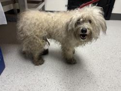 Shelter Stray Male Dog last seen , , CA, 1101 29th Ave, Oakland, CA 94601, USA