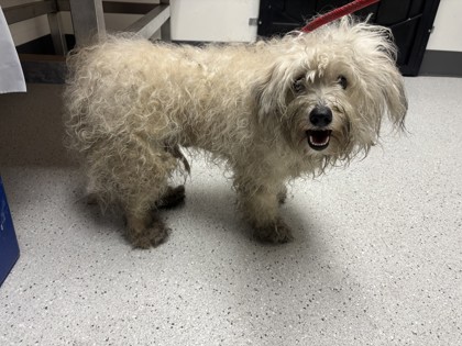 Shelter Stray Male Dog last seen , , CA, 1101 29th Ave, Oakland, CA 94601, USA